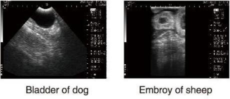 Thiết bị siêu âm chẩn đoán Máy quét siêu âm thú y với phần mềm OB cho động vật và lưu trữ 100 hình ảnh