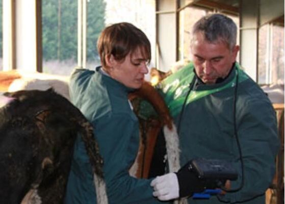 Máy quét siêu âm thú y kỹ thuật số